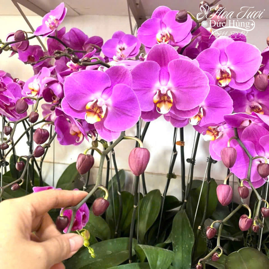 cành lan hồ điệp tím khai trương đẹp